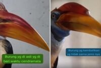 Perbandingan Burung Rangkong:  Burung asli yang sempat dijadikan cenderamata (Kiri). Sementara burung pengganti yang dikembalikan, diduga berbeda jenis dan ciri fisik (Kanan)