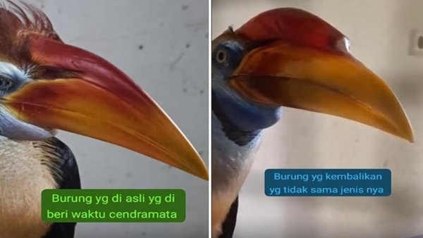 Perbandingan Burung Rangkong:  Burung asli yang sempat dijadikan cenderamata (Kiri). Sementara burung pengganti yang dikembalikan, diduga berbeda jenis dan ciri fisik (Kanan)