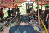 Saat Pengerebekan Tambang Emas di Desa Batumalonro