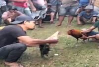 Sabung Ayam di dusun Dumpu Desa Sangkala kecamatan kajang
