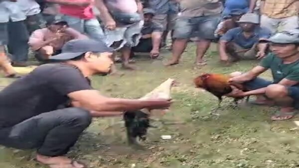 Sabung Ayam di dusun Dumpu Desa Sangkala kecamatan kajang