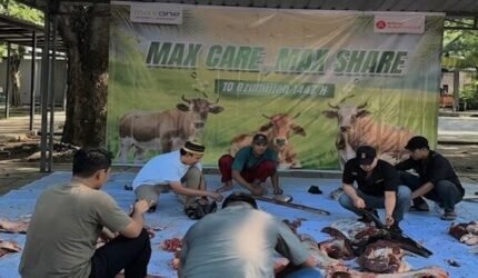 Tiga Sapi Rebah di MaxOne Makassar, Daging Kurban Mengalir ke Ratusan Rumah