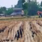 Sebuah ekskavator terlihat berada di area persawahan di Dusun Ciniayo, Desa Pannyangkalang, Kabupaten Gowa.