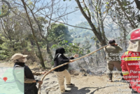 Polisi Kehutanan (Polhut), Manggala Agni dan Damkar